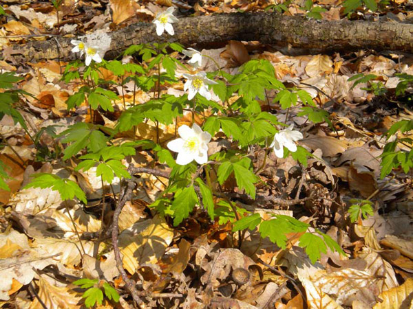 Anemone nemorosa, Großer Tannenwald